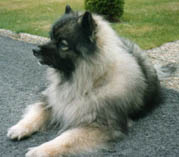Baloo