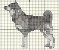 King Charles Spaniel (tricolor)