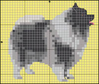 Labrador Retriever (chokladbrun)