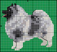 Labrador Retriever (gul)