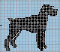 Shetland Sheepdog (tricolor)