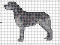 Jack Russell Terrier