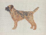 Border Terrier