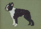 Boston Terrier