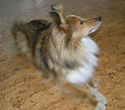 Tessie