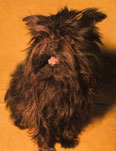 Affenpinscher