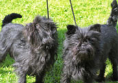 Affenpinscher