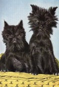 Affenpinscher