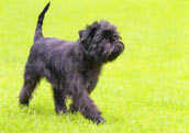 Affenpinscher