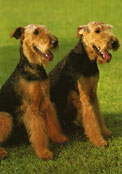 Airedaleterrier