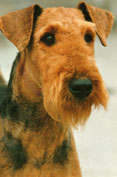 Airedaleterrier
