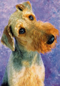 Airedaleterrier