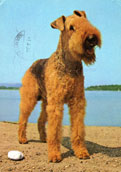 Airedaleterrier