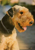 Airedaleterrier
