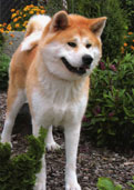 Akita