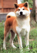 Akita