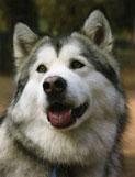 Alaskan Malamute