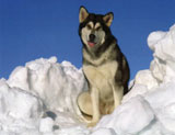 Alaskan Malamute