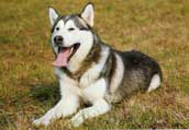 Alaskan Malamute