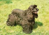 Amerikansk Cocker Spaniel