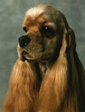 Amerikansk Cocker Spaniel