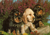 Amerikansk Cocker Spaniel