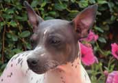 Amerikansk Hairless Terrier