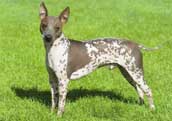 Amerikansk Hairless Terrier