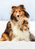 Am.Sheltie