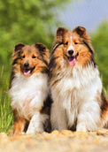 Am.Sheltie