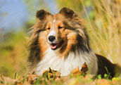 Am.Sheltie