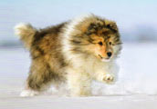 Am.Sheltie