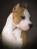 Amerikansk Staffordshire Terrier