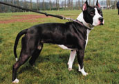 Amerikansk Staffordshire Terrier