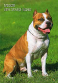 Amerikansk Staffordshire Terrier