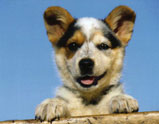 Aus.Cattle Dog