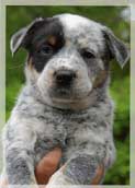 Aus.Cattle Dog