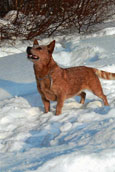 Aus.Cattle Dog