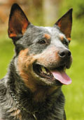 Aus.Cattle Dog
