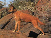 Aus.Dingo