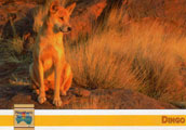 Aus.Dingo