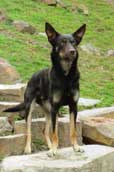Aus.Kelpie
