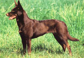 Aus.Kelpie