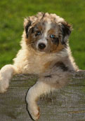 Aus.Shepherd