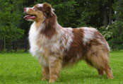 Aus.Shepherd