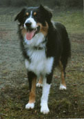 Aus.Shepherd