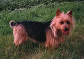 Aus. Terrier