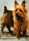 Aus.Terrier