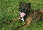 Bandog