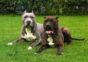 Bandog